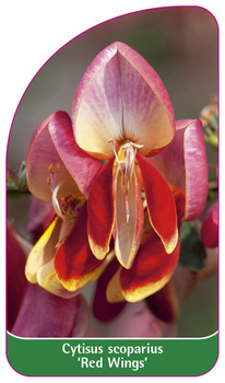 Cytisus scoparius 'Red Wings'