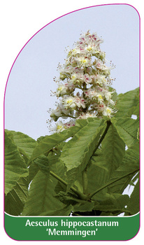 Aesculus hippocastanum 'Memmingen'
