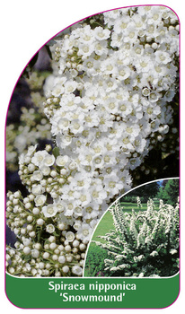 Spiraea nipponica 'Snowmound'