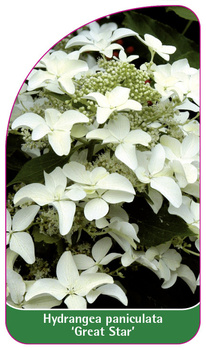 Hydrangea paniculata 'Great Star'