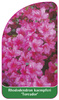 Rhododendron kaempferi 'Toreador'