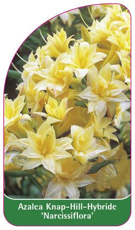 Azalea Knap-Hill-Hybride 'Narcissiflora'