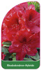 Rhododendron-Hybride