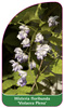 Wisteria floribunda 'Violeacea Plena'