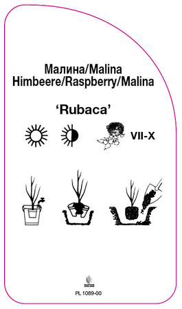 Malina 'Rubaca'