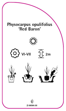 Physocarpus opulifolius 'Red Baron'