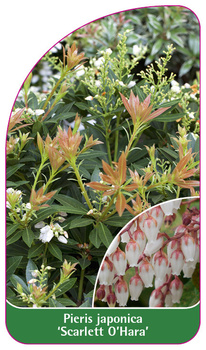 Pieris japonica 'Scarlett O'Hara'