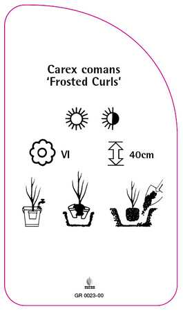 Carex comans 'Frosted Curls'