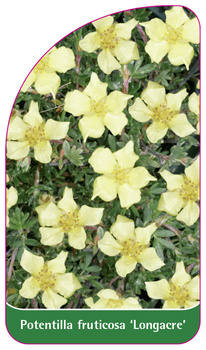 Potentilla fruticosa 'Longacre'