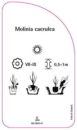 Molinia caerulea