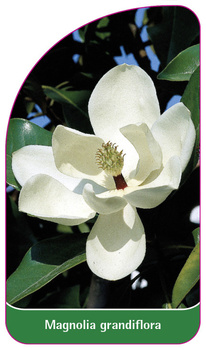 Magnolia grandiflora