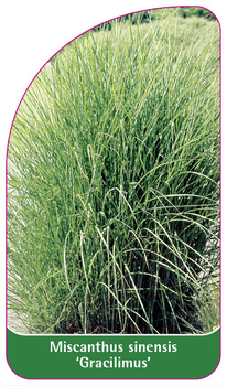 Miscanthus sinensis 'Gracilimus'