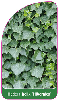 Hedera helix 'Hibernica'