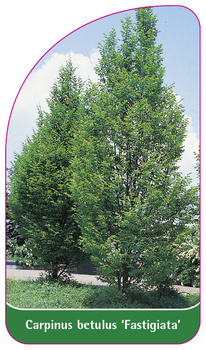 Carpinus betulus 'Fastigiata'