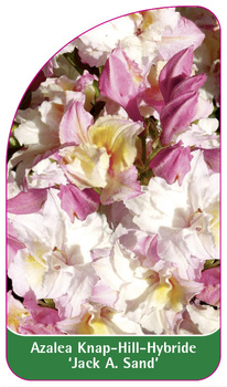 Azalea Knap-Hill-Hybride 'Jack A. Sand'