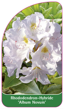 Rhododendron-Hybride 'Album Novum'