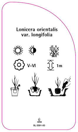 Lonicera orientalis var. longifolia