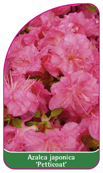 Azalea japonica 'Petticoat', 52 x 90 mm