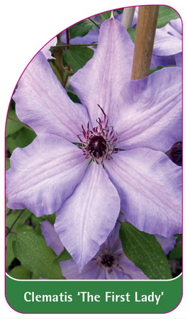 Clematis 'The First Lady'