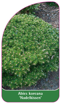 Abies koreana 'Nadelkissen'