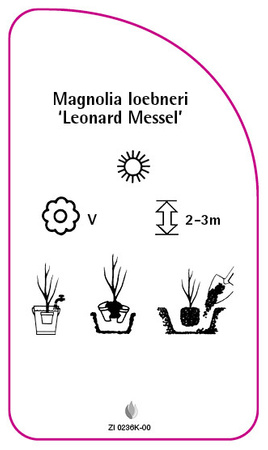 Magnolia loebneri 'Leonard Messel'