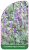 Ceanothus repens 'Prostata'