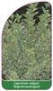 Ligustrum vulgare 'Argenteovariegata'
