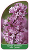Syringa prestoniae 'Miss Canada'