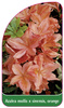 Azalea mollis x sinensis, orange