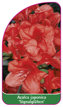Azalea japonica 'Signalglühen'