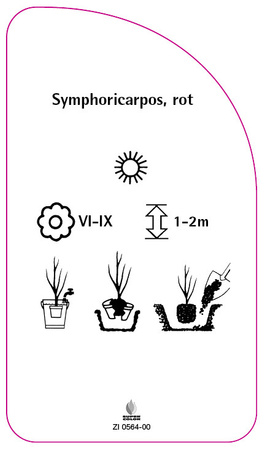Symphoricarpos, rot