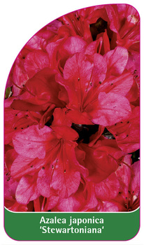 Azalea japonica 'Stewartoniana'