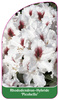 Rhododendron-Hybride 'Picobello',