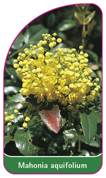 Mahonia aquifolium