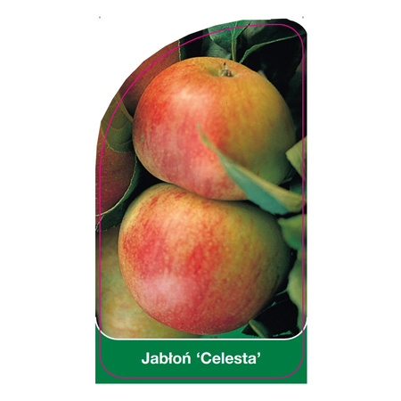 Jabloň 'Celesta'