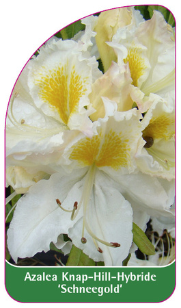 Azalea Knap-Hill-Hybride 'Schneegold''