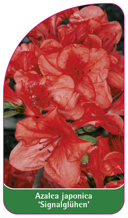 Azalea japonica 'Signalglühen'