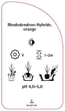 Rhododendron-Hybride, orange