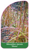 Pennisetum alopecuroides 'Ghana'