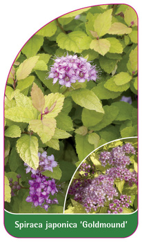 Spiraea japonica 'Goldmund'