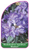 Rhododendron impeditum 'Blaubart'
