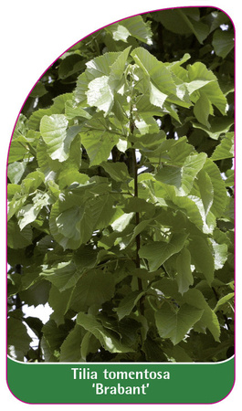 Tilia tomentosa 'Brabant'