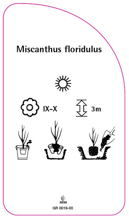 Miscanthus floridulus