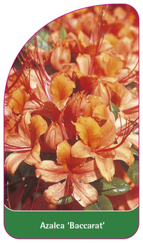 Azalea 'Baccarat'
