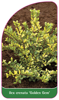 Ilex crenata 'Golden Gem'