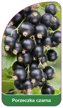 Porzeczka czarna