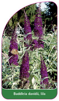 Buddleia davidii, lila