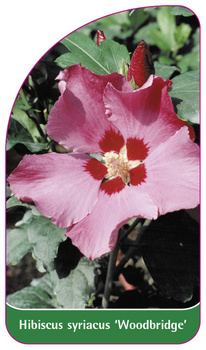 Hibiscus syriacus 'Woodbridge'