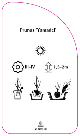 Prunus 'Yamadei'