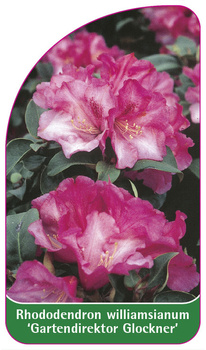 Rhododendron williamsianum 'Gartendirektor Glockner'
